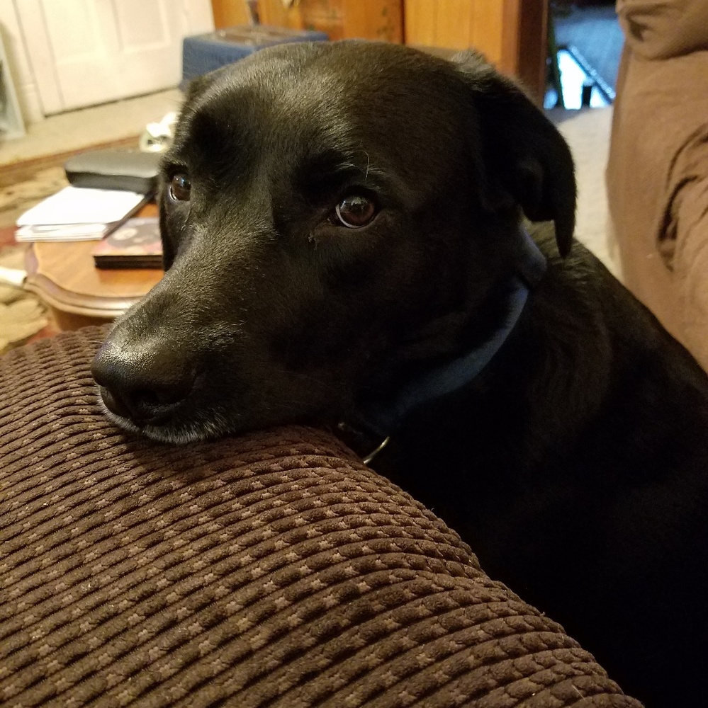 Meet your Posher, Donna